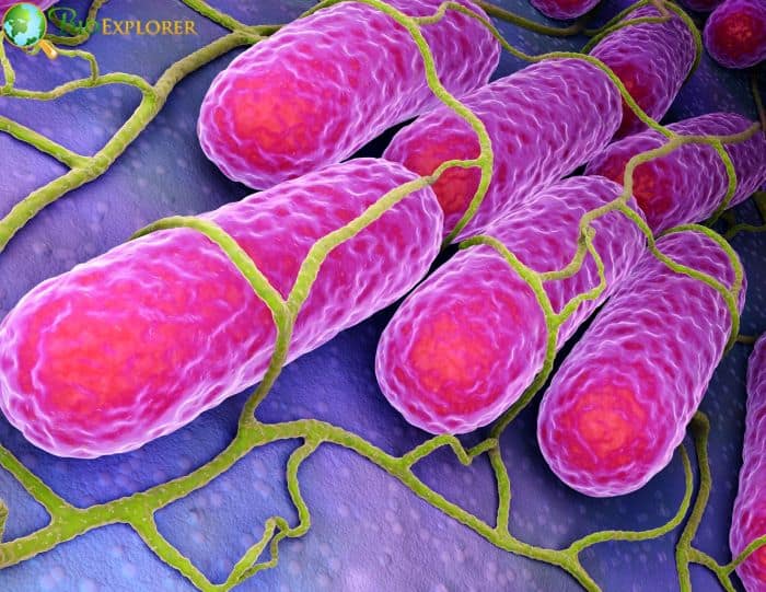 Salmonella Bacteria