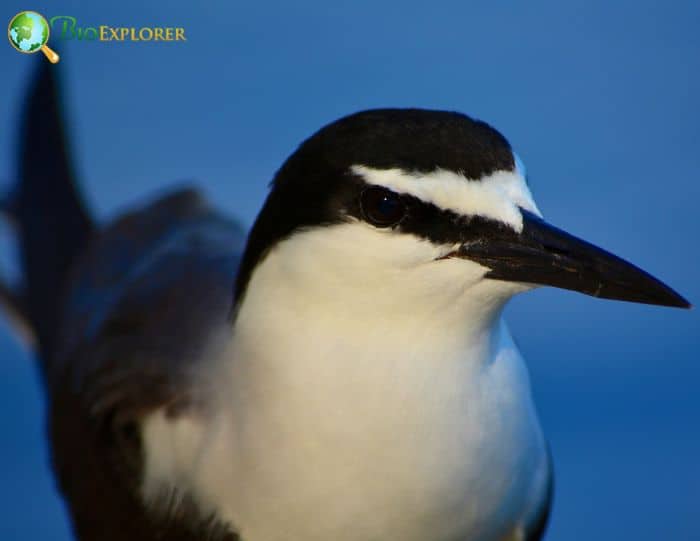 Sooty Tern Physical Characteristics