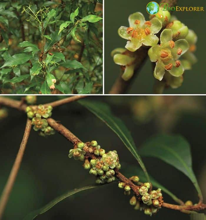 Synsepalum Chimanimani