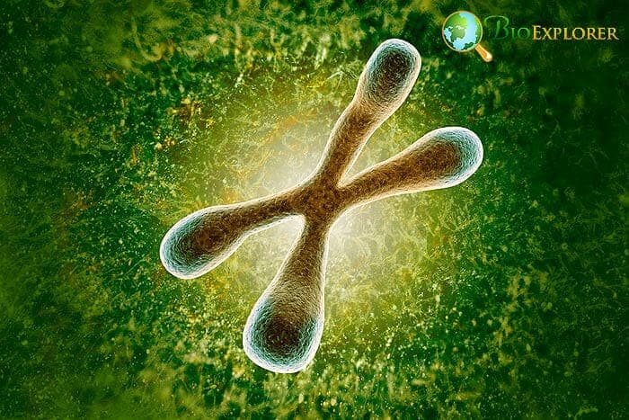 Telomeres