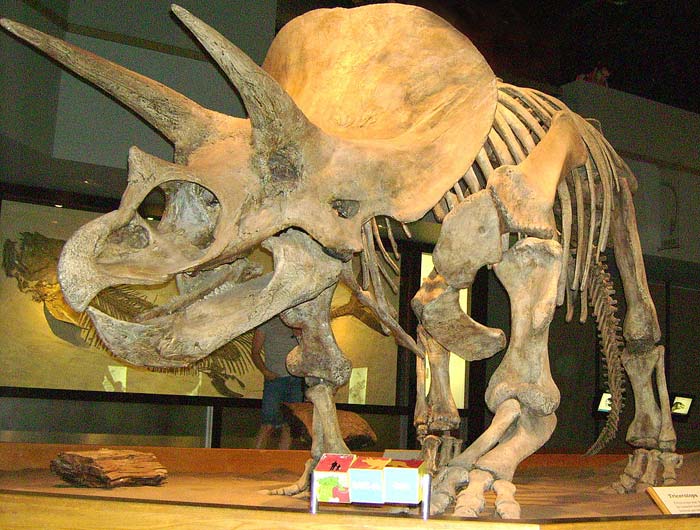 were triceratops herbivores