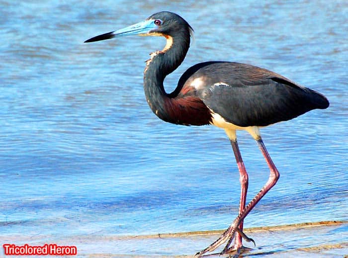 Tri-colored Heron (Egretta tricolor)