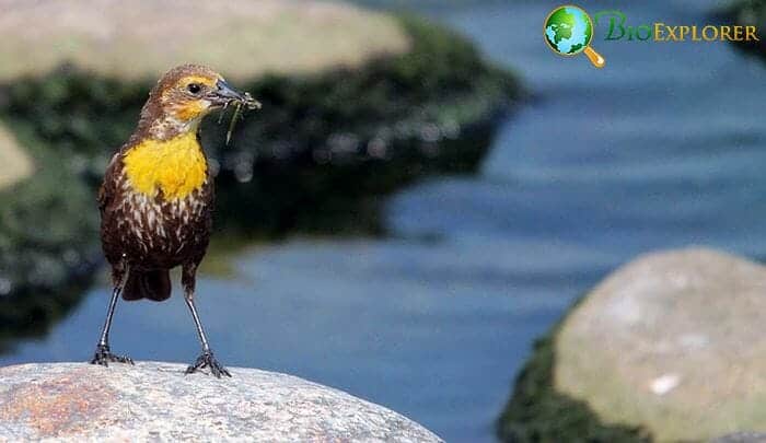 Western Meadowlark (Oregon State Bird)