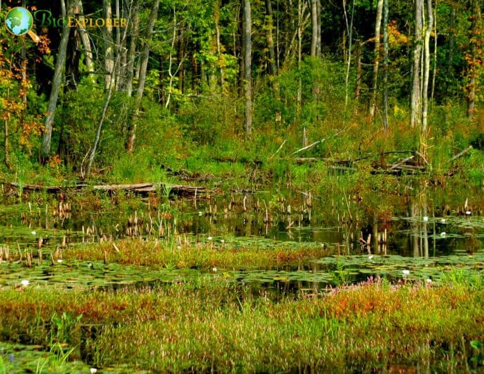 Wetland Trees