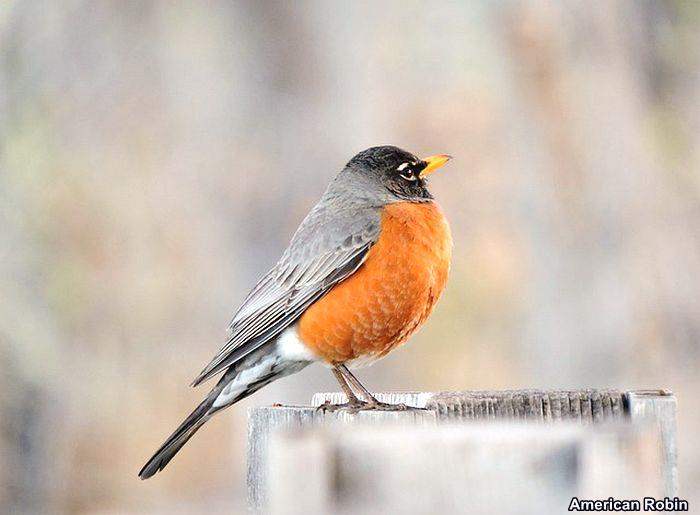 American Robin