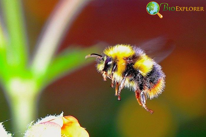 Arctic Bumblebee