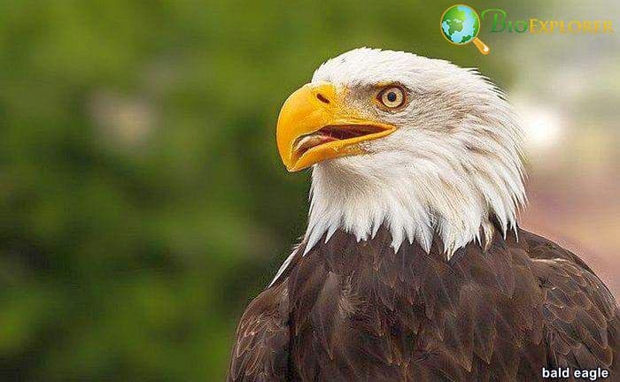 Bald Eagle