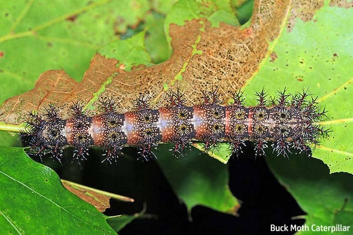 Buck moth caterpillar (Flickr)