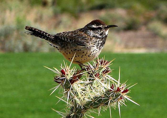 Cactus Wren