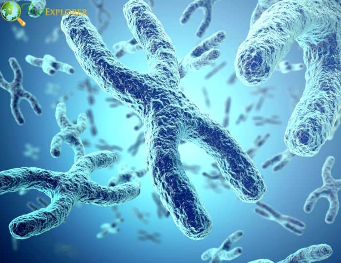 Chromosomal Segregation