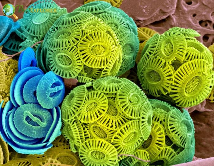 Coccoliths