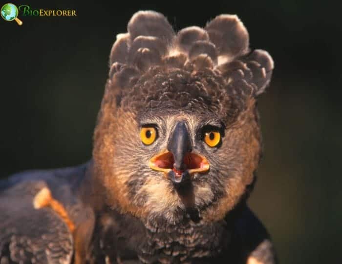 Crowned Eagle Physical Traits