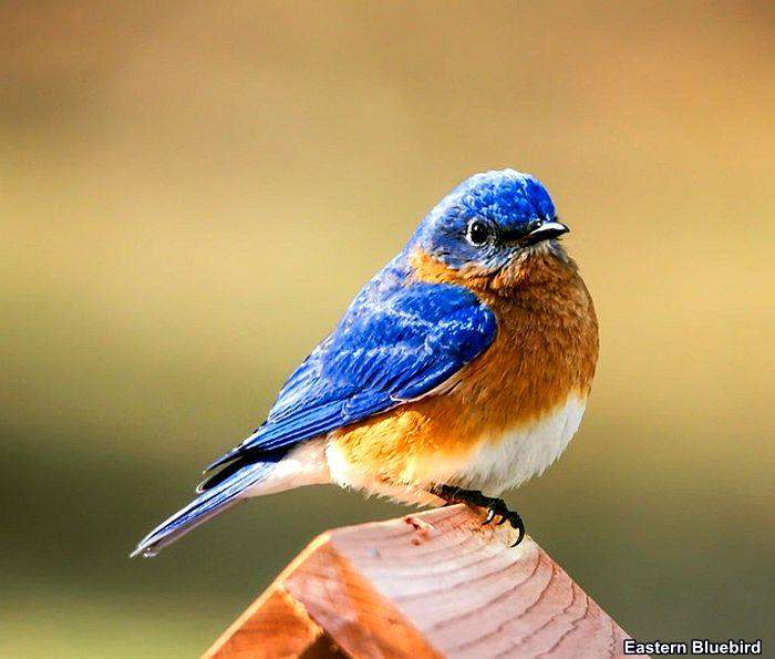 Eastern Bluebird