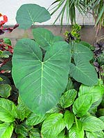 elephant ears plant