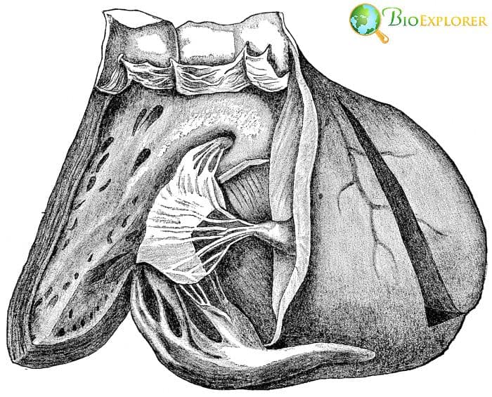 Heart Ventricle