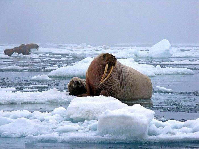 How Do Walruses Hunt