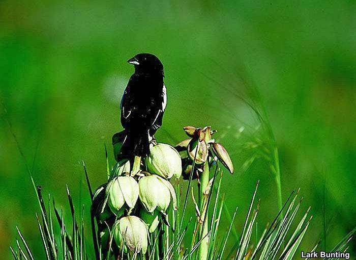 Lark Bunting