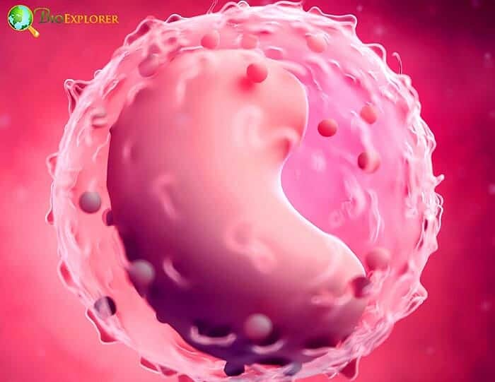 Lymphocyte Cell