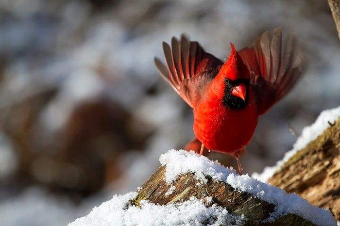 Northern Cardinal