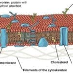 Phospholipid Bilayer