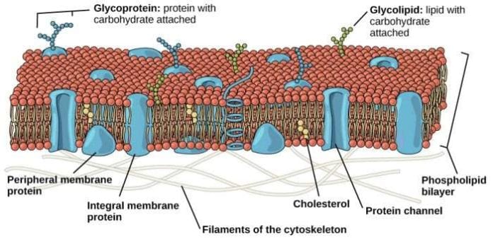 Phospholipid Bilayer