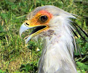 Secretary Bird