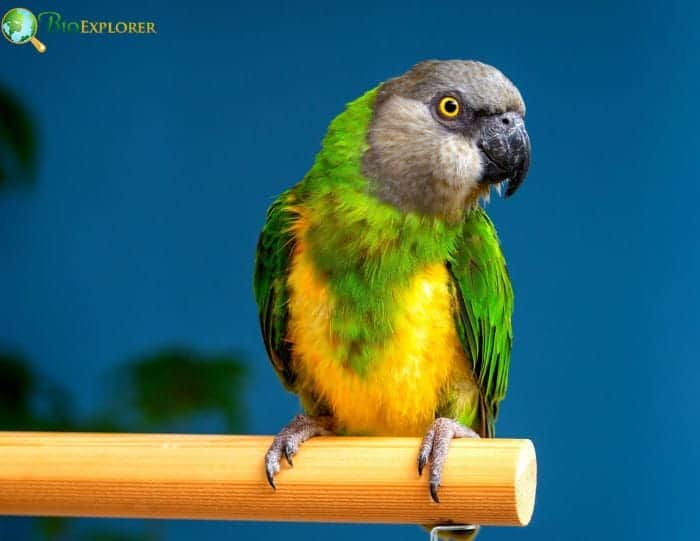 Senegal Parrot Taxonomy and Physical Features