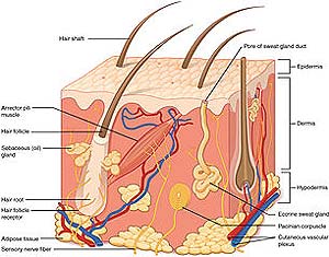 Skin Layers