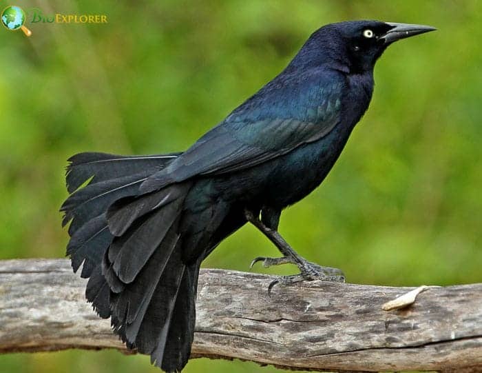 Types Of Greater Antillean Grackles