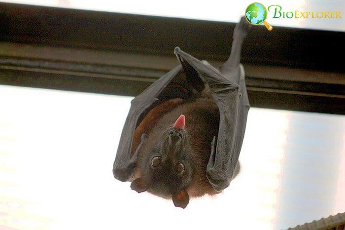 Vampire Bat