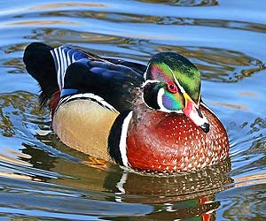 Wood Duck (Aix sponsa)