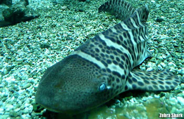 zebra shark