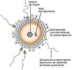 Zygote