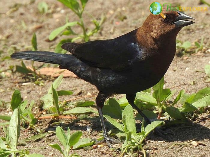 Brown-Headed Cowbird (Bird of Commonwealth)