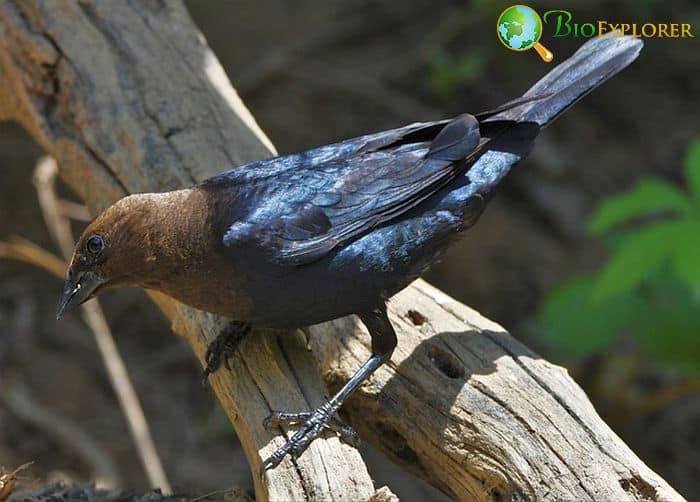 Brown Headed Cowbird