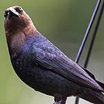 Brown Headed Cowbird In Massachusetts