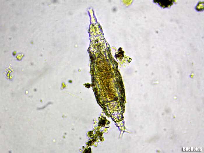 Bdelloidea