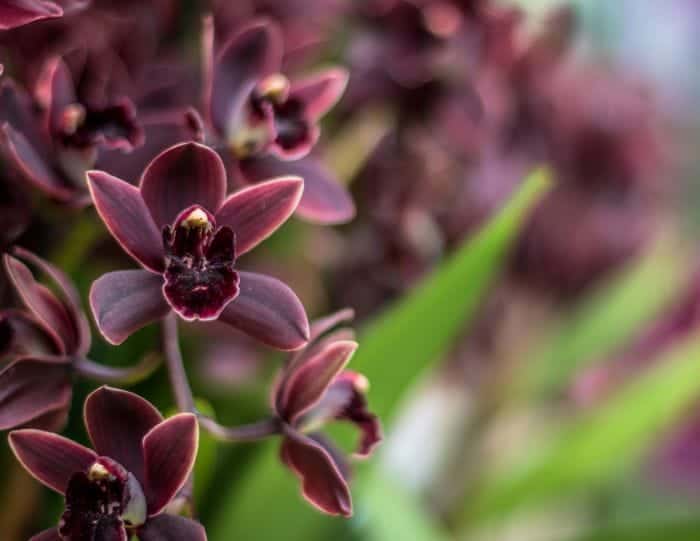 Black Orchid