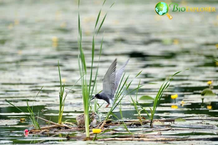 Black Tern (Oregon Bird)