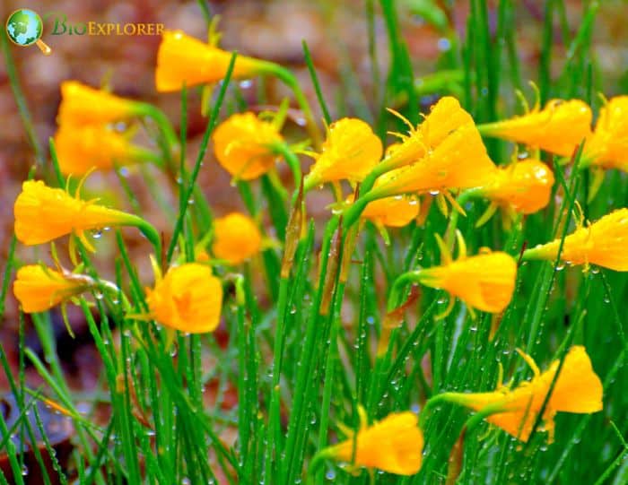 Bulbocodium Daffodil