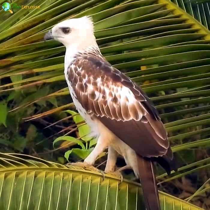 Changeable Hawk Eagle