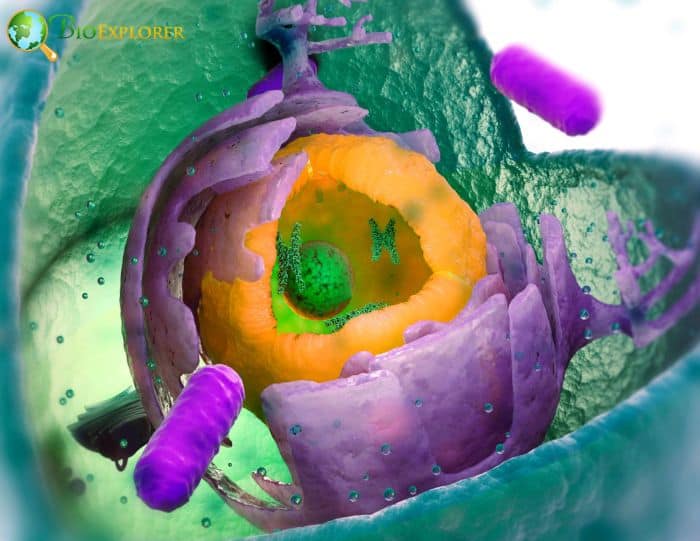 Eukaryotes Cell Structure