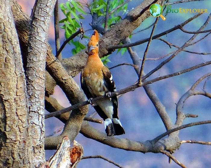 Eurasian Hoopoe (Toxic Bird)