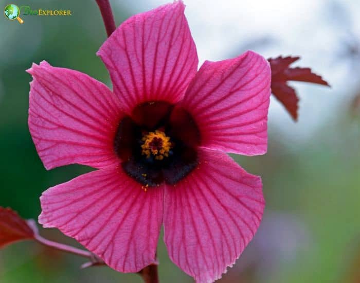 False Roselle (Hibiscus Acetosella)