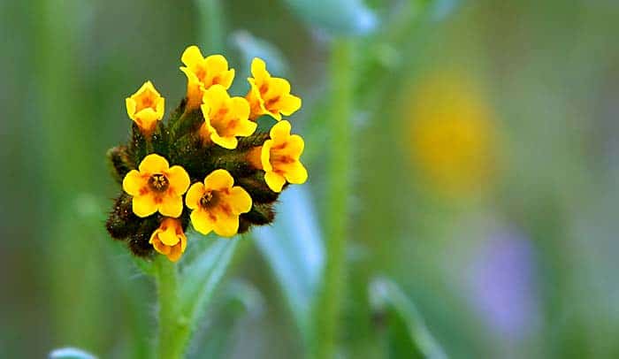 Fiddleneck