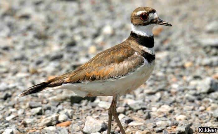 Florida Killdeer