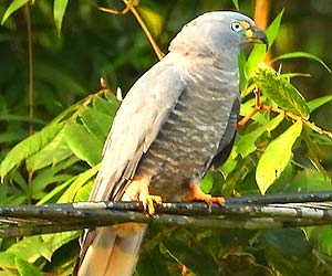 Hook-billed Kite