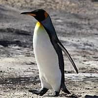 King Penguin