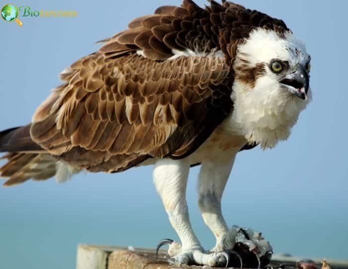 Osprey