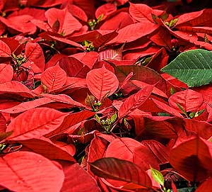 Poinsettia